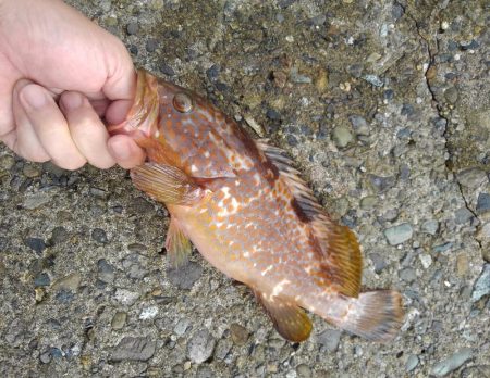 越前海岸でエギング